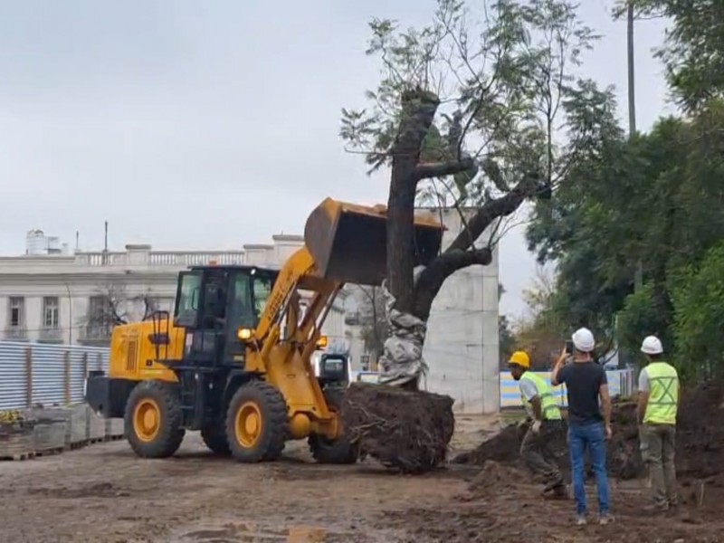 Reubican árboles por las obras en la Plaza Cívica
