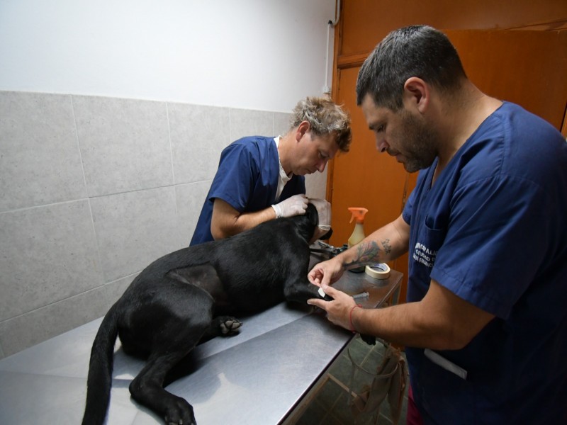 El Centro Municipal de Sanidad Animal y Control de Zoonosis cumplió 15 años al servicio de la comunidad
