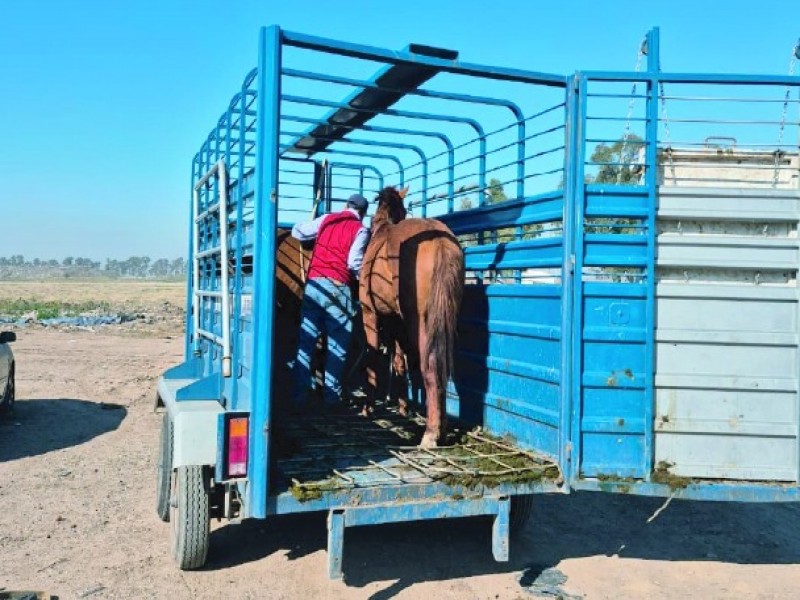 Secuestran 11 equinos en barrio 9 de Septiembre por incumplimiento de normas municipales