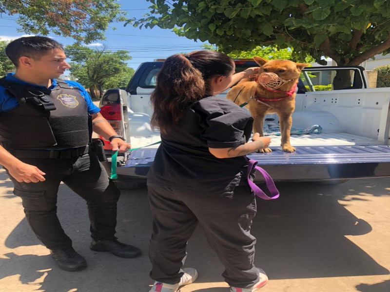 Un perro fue asistido y curado tras ser hallado con una flecha incrustada en su abdomen