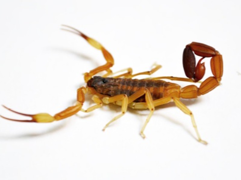 Recomiendan medidas a adoptar para evitar el riesgo de la picadura de alacranes