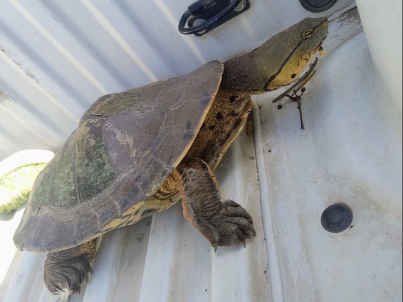 Rescataron una tortuga acuática en barrio San Cayetano
