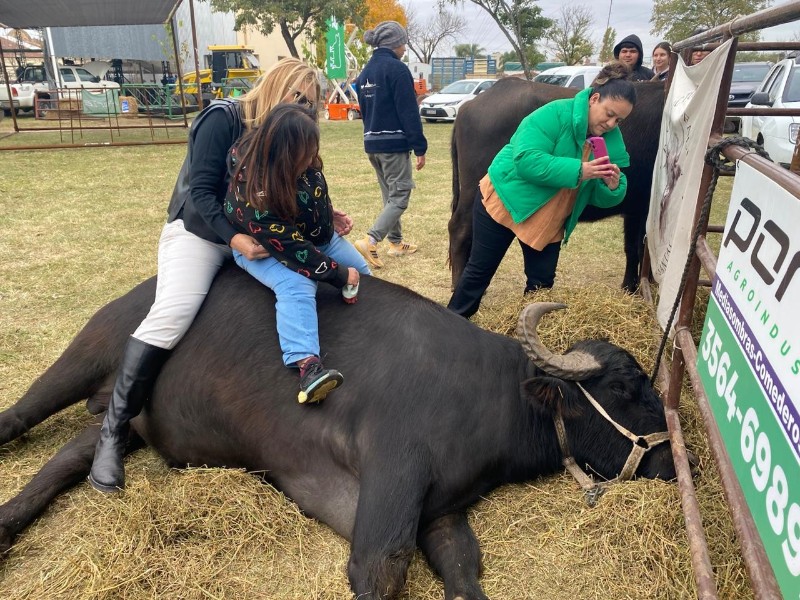 Más de 300 personas disfrutaron de la terapia con búfalos en la Rural de San Francisco